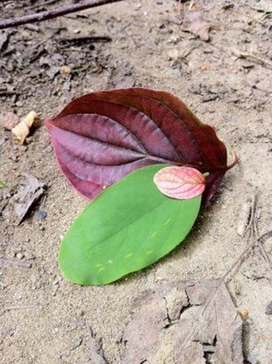 Blätter farbig